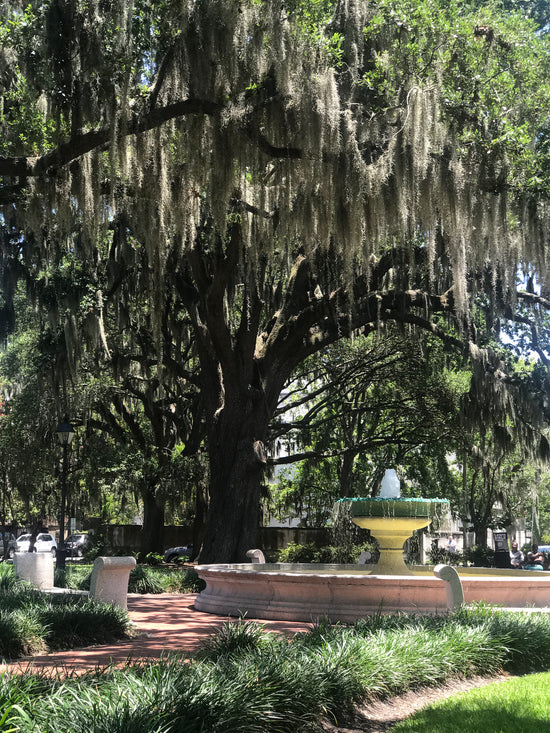 The Historic Squares of Savannah