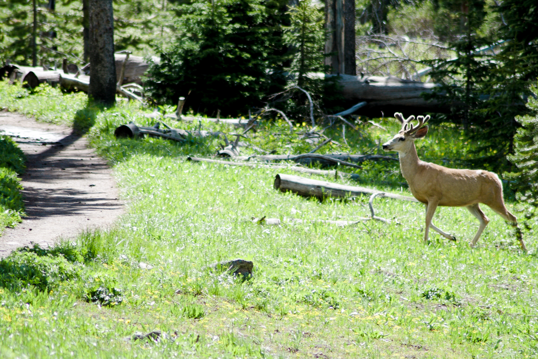 Mule deer running through a meadow near a hiking trail in Yellowstone National Park